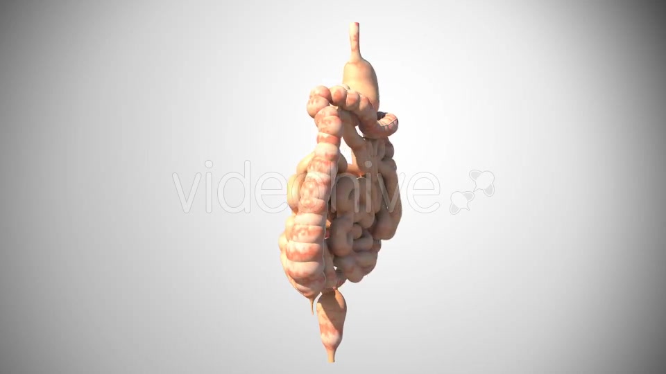 3D Digestive System Videohive 16956561 Motion Graphics Image 7
