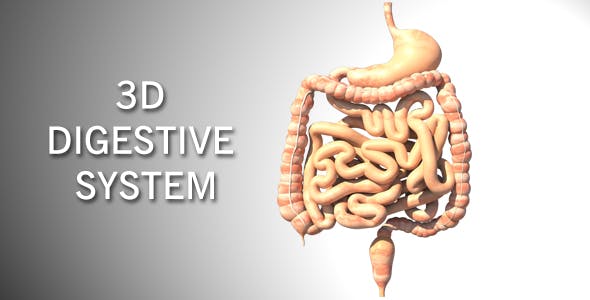 3D Digestive System - Download 16956561 Videohive