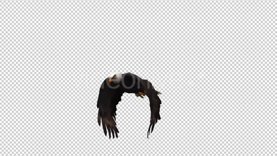 3D Eagle Animation 3 Videohive 20632738 Motion Graphics Image 1