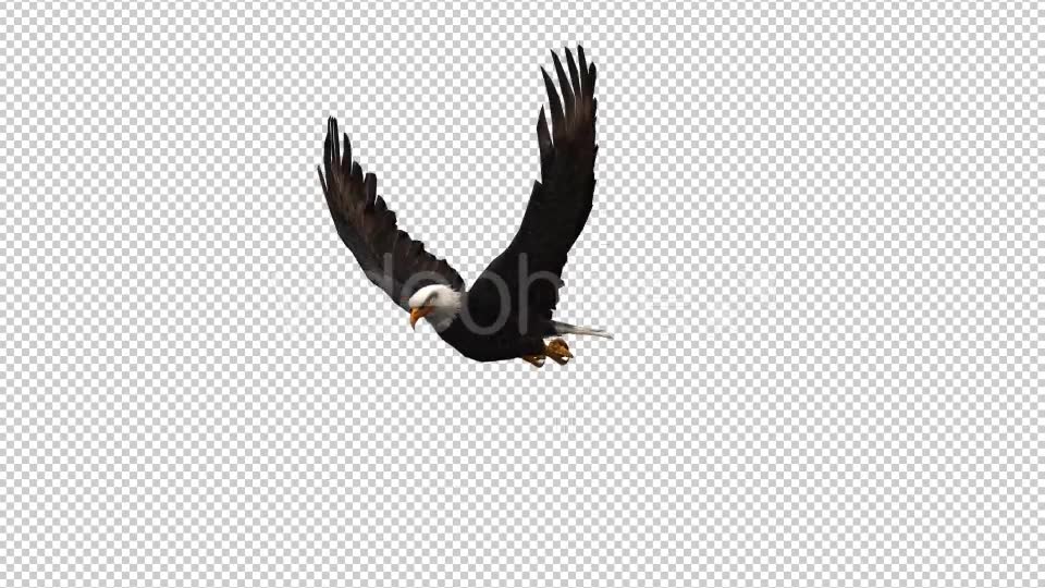 3D Eagle Animation 3 Videohive 20632738 Motion Graphics Image 2