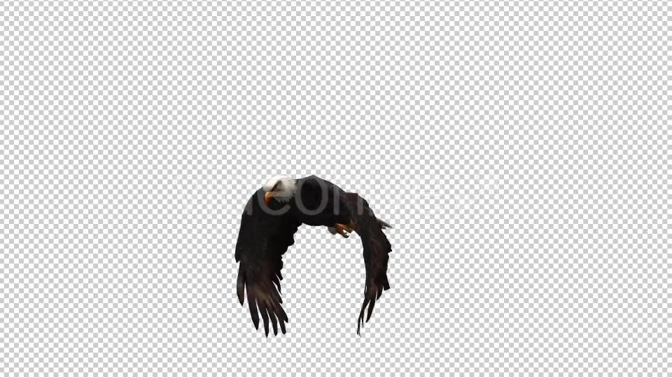 3D Eagle Animation 3 Videohive 20632738 Motion Graphics Image 5