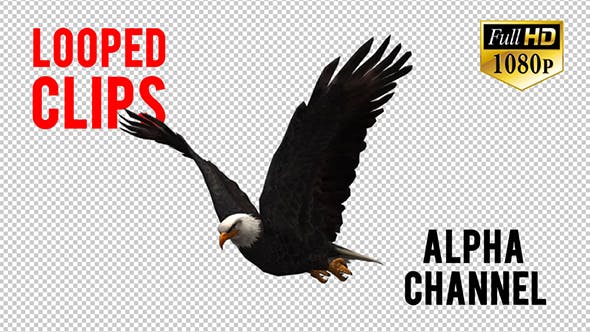 3D Eagle Animation 3 - Download Videohive 20632738