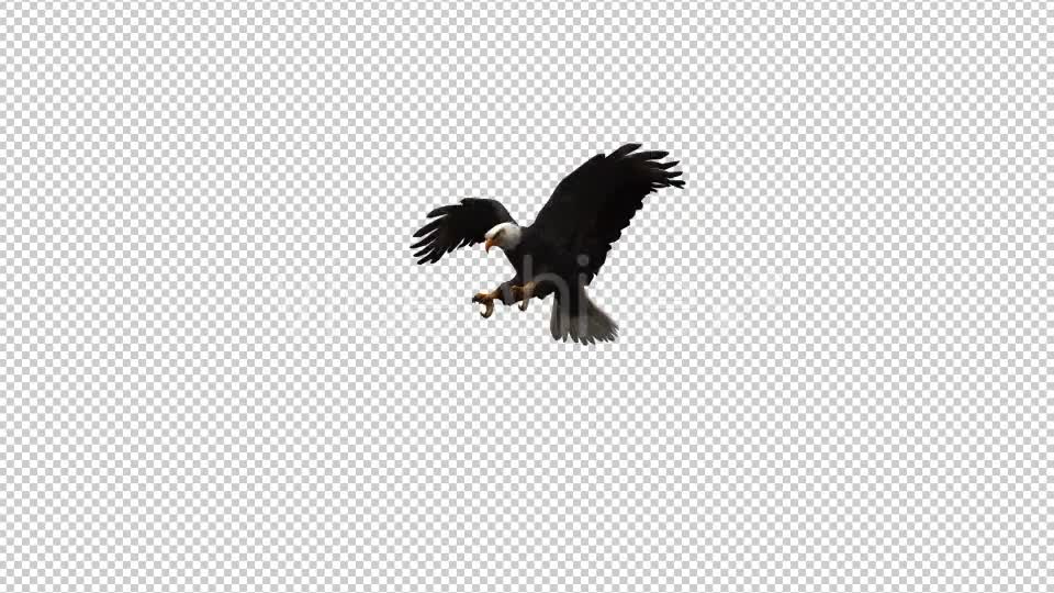 3D Eagle Animation 4 Videohive 20632774 Motion Graphics Image 1