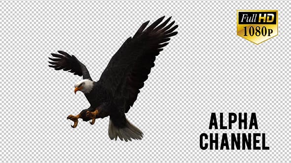 3D Eagle Animation 4 - 20632774 Videohive Download