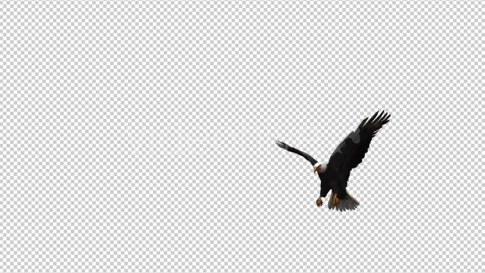 3D Eagle Animation 6 Videohive 20632889 Motion Graphics Image 1
