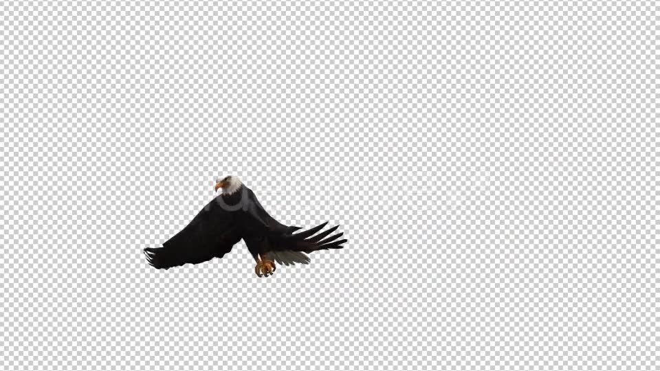 3D Eagle Animation 6 Videohive 20632889 Motion Graphics Image 2