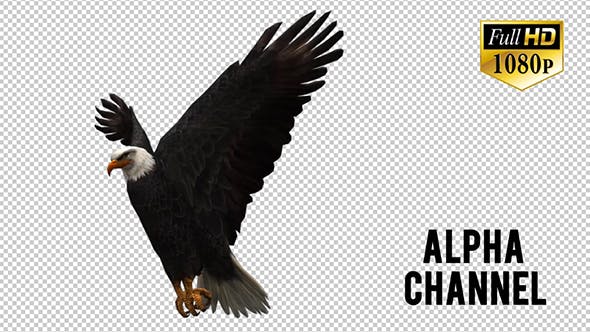 3D Eagle Animation 6 - 20632889 Download Videohive