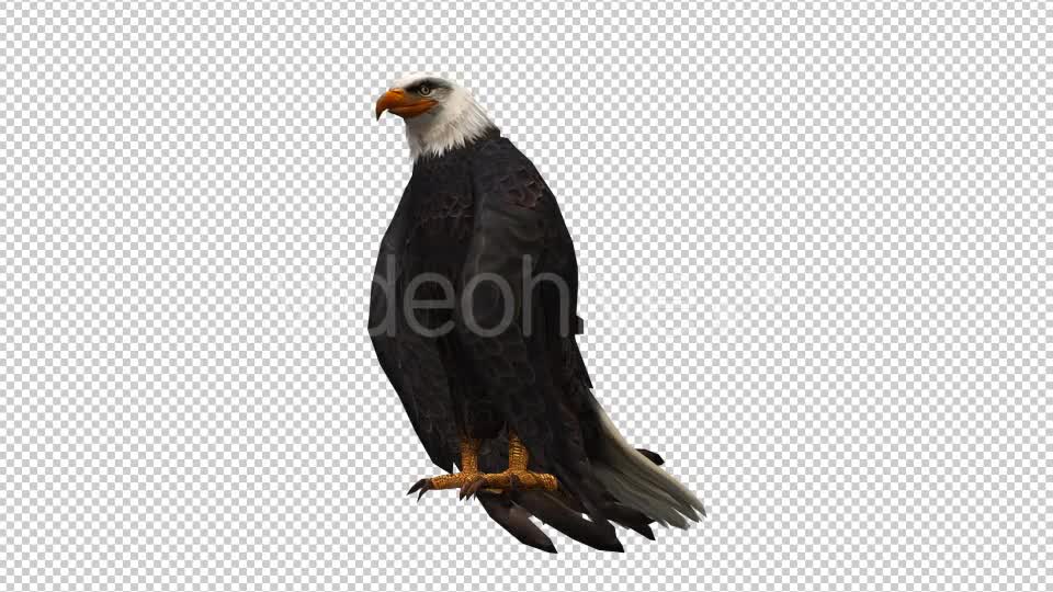 3D Eagle Animation 7 Videohive 20632932 Motion Graphics Image 1