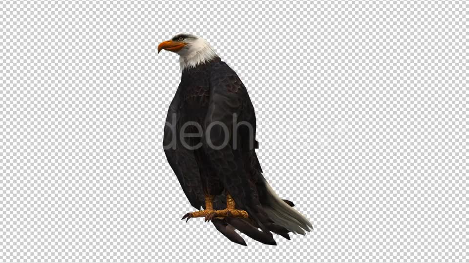 3D Eagle Animation 7 Download Quick Videohive 20632932 Motion Graphics