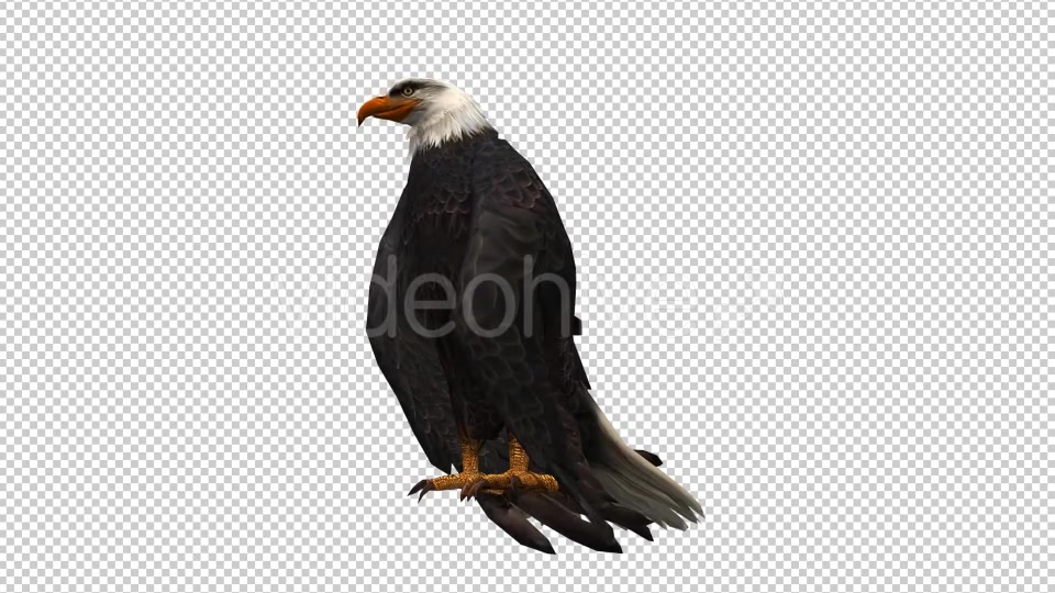 3D Eagle Animation 7 Videohive 20632932 Motion Graphics Image 3