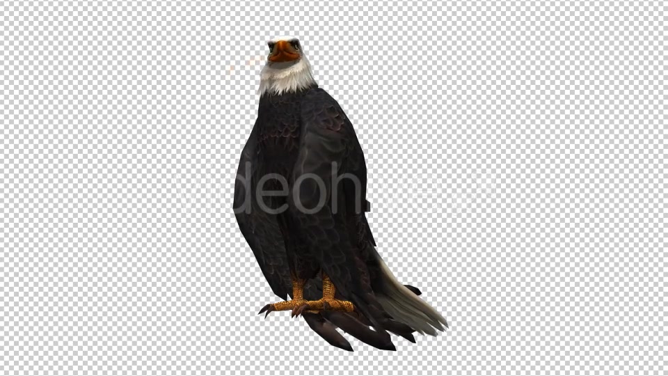 3D Eagle Animation 7 Videohive 20632932 Motion Graphics Image 4