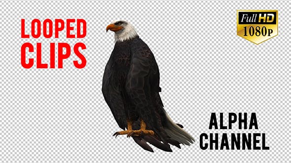 3D Eagle Animation 7 - 20632932 Download Videohive