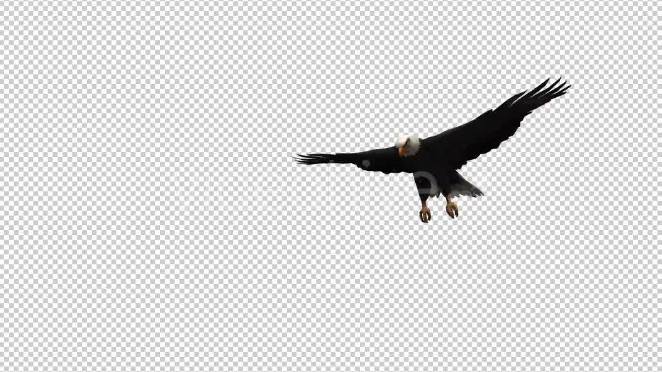 3D Eagle Animation Videohive 20632627 Motion Graphics Image 1