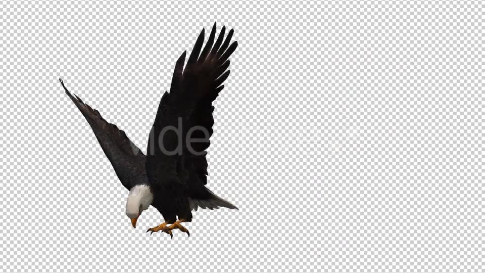 3D Eagle Animation Videohive 20632627 Motion Graphics Image 2