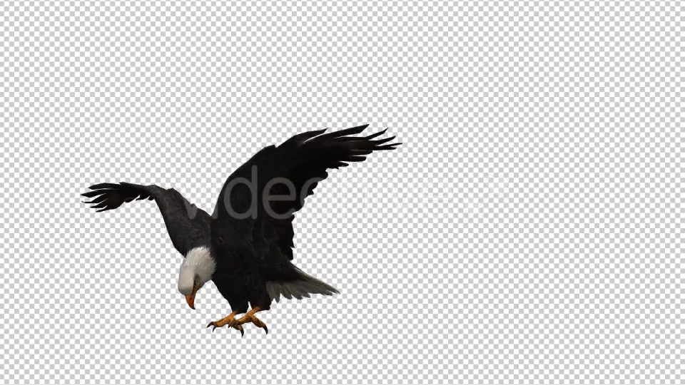 3D Eagle Animation Videohive 20632627 Motion Graphics Image 3