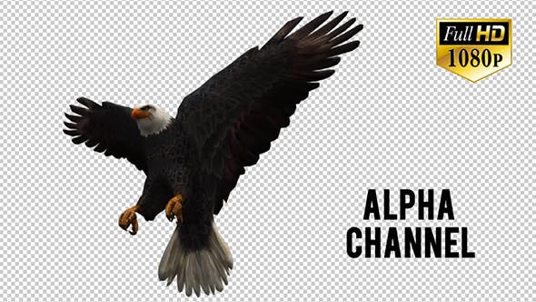 3D Eagle Animation - Download Videohive 20632627