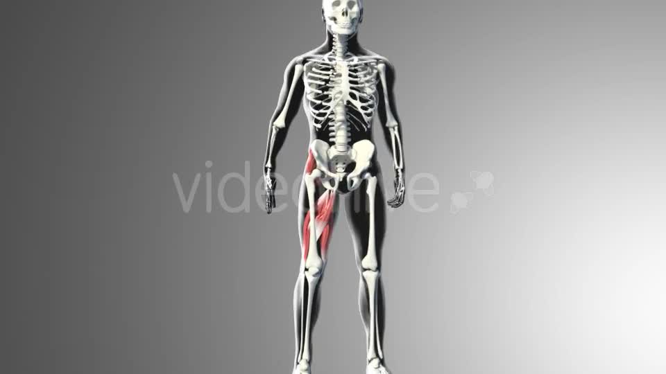 3D Gluteus Muscles Videohive 20895959 Motion Graphics Image 1