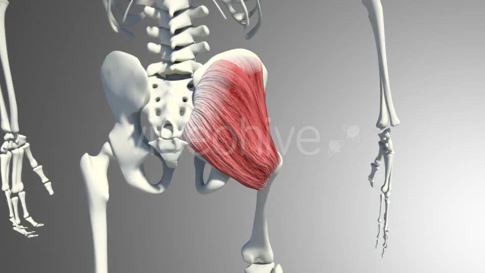 3D Gluteus Muscles Videohive 20895959 Motion Graphics Image 10