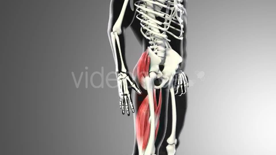 3D Gluteus Muscles Videohive 20895959 Motion Graphics Image 2