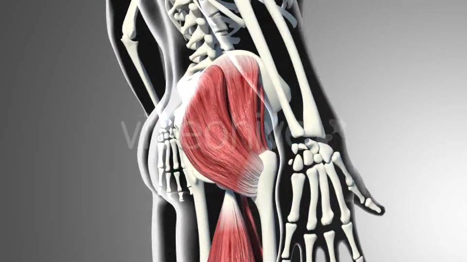 3D Gluteus Muscles Videohive 20895959 Motion Graphics Image 3