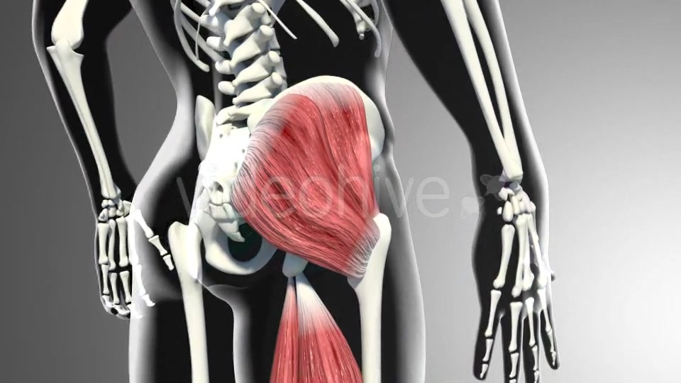 3D Gluteus Muscles Videohive 20895959 Motion Graphics Image 4