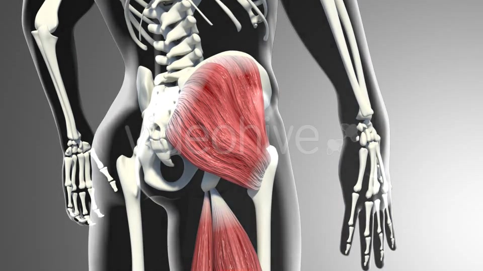 3D Gluteus Muscles Videohive 20895959 Motion Graphics Image 5