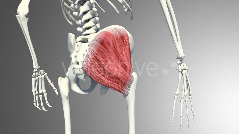 3D Gluteus Muscles Videohive 20895959 Motion Graphics Image 6