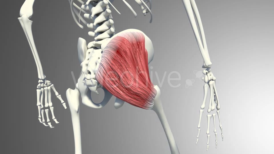 3D Gluteus Muscles Videohive 20895959 Motion Graphics Image 7
