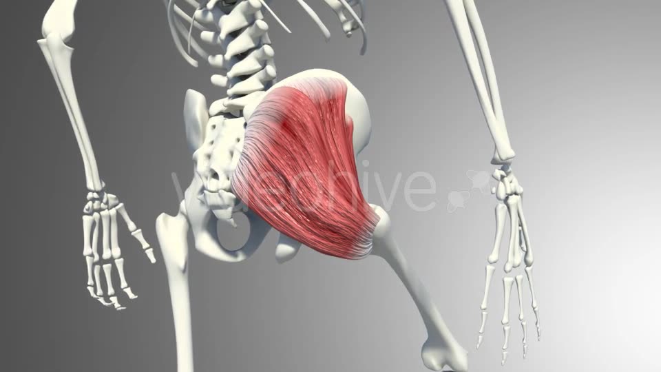 3D Gluteus Muscles Videohive 20895959 Motion Graphics Image 9