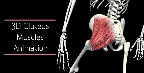 3D Gluteus Muscles - Download 20895959 Videohive