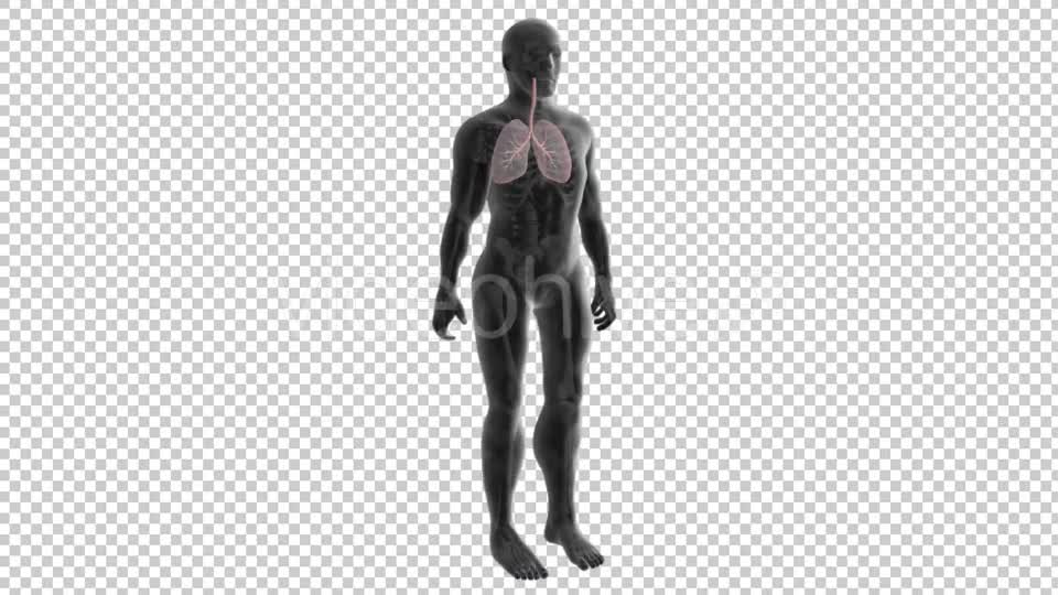 3d Human Body Lungs Videohive 20033756 Motion Graphics Image 1
