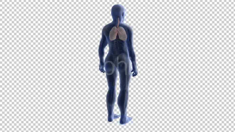 3d Human Body Lungs Videohive 20033756 Motion Graphics Image 10