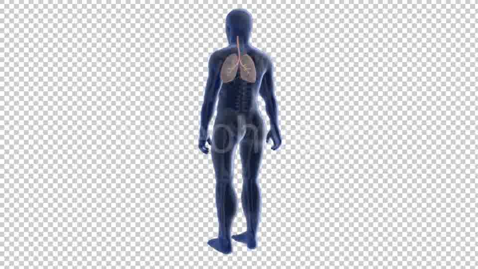 3d Human Body Lungs Videohive 20033756 Motion Graphics Image 11