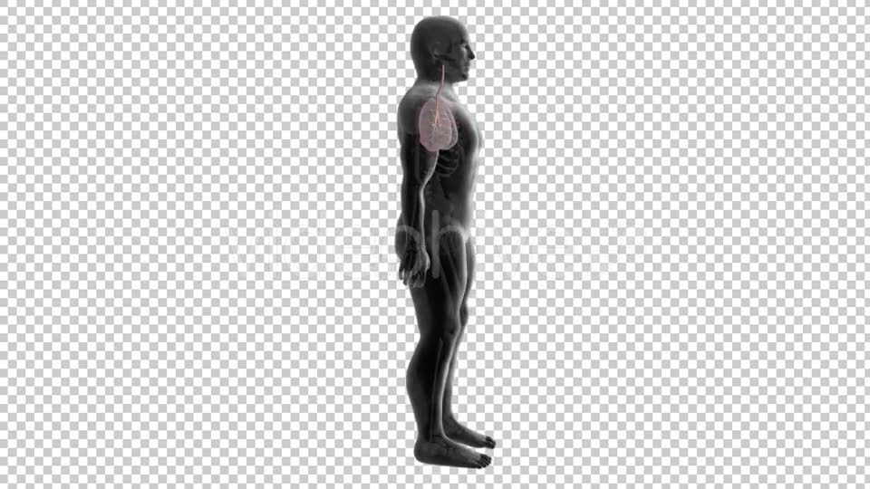 3d Human Body Lungs Videohive 20033756 Motion Graphics Image 2