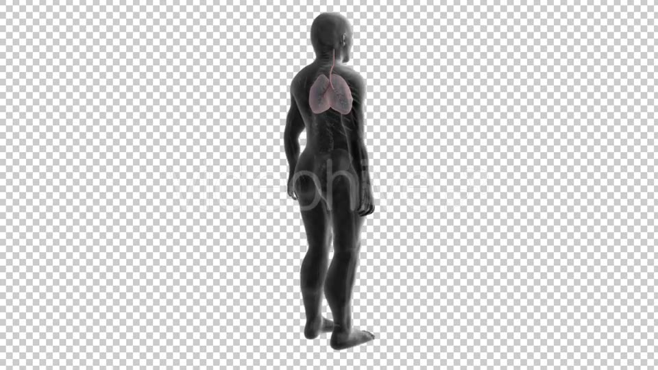 3d Human Body Lungs Videohive 20033756 Motion Graphics Image 3
