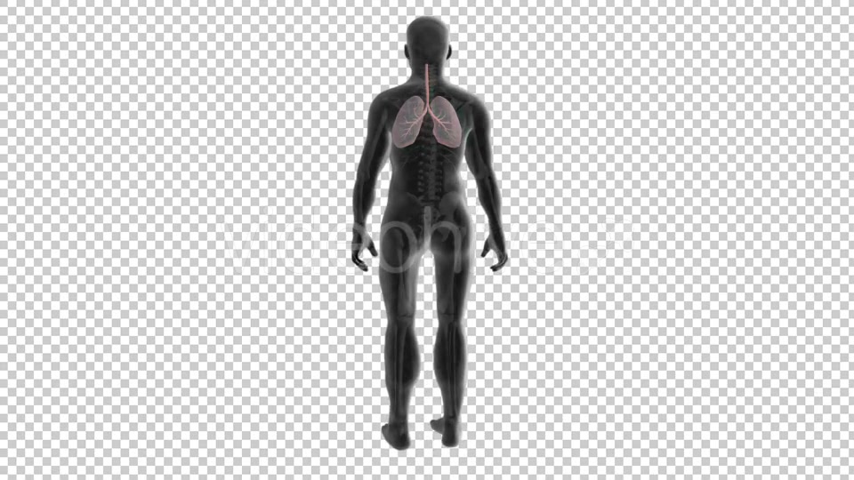 3d Human Body Lungs Videohive 20033756 Motion Graphics Image 4