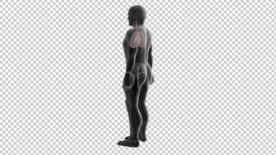 3d Human Body Lungs Videohive 20033756 Motion Graphics Image 5