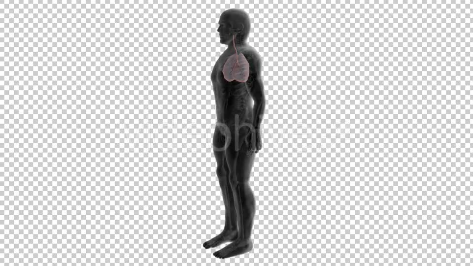 3d Human Body Lungs Videohive 20033756 Motion Graphics Image 6