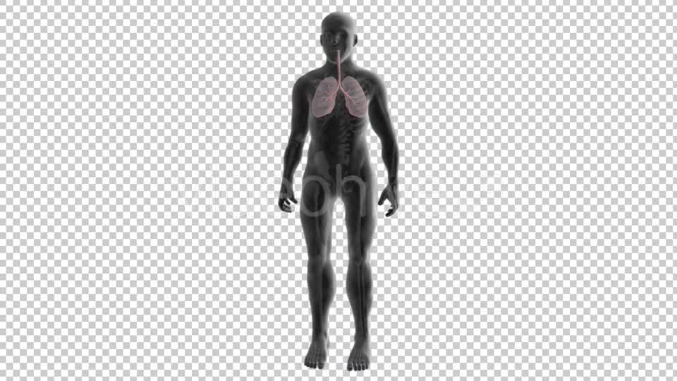 3d Human Body Lungs Videohive 20033756 Motion Graphics Image 7