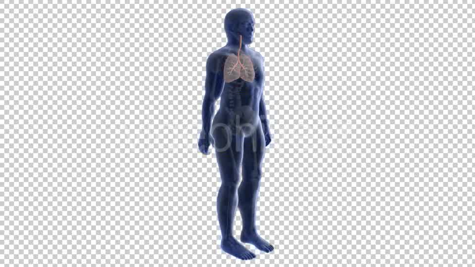 3d Human Body Lungs Videohive 20033756 Motion Graphics Image 8
