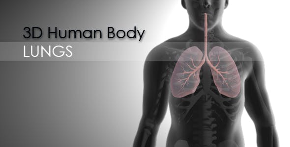 3d Human Body Lungs - Videohive Download 20033756