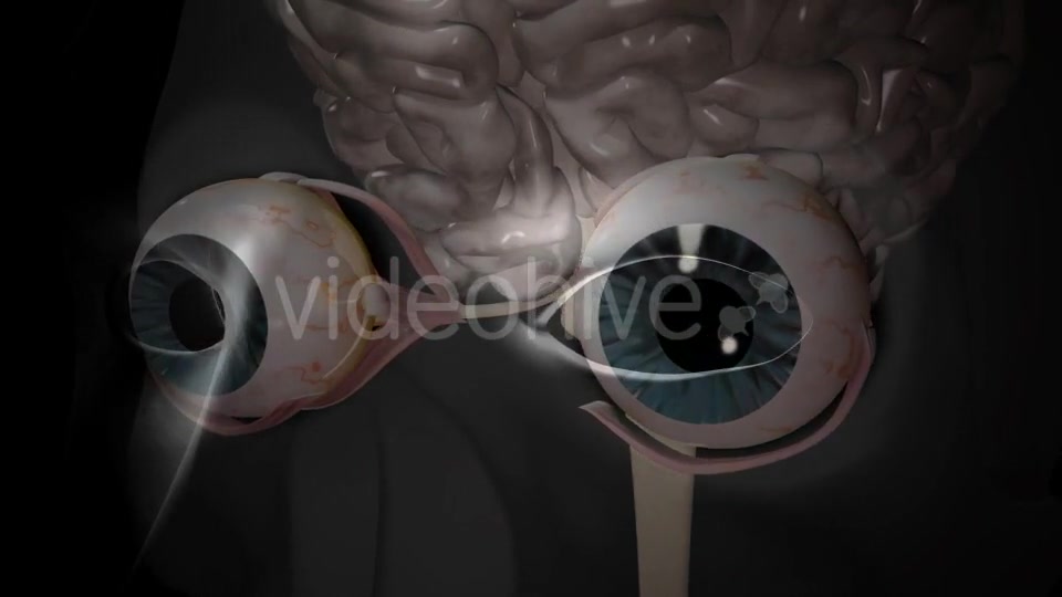 3d Human Brain With Eyes Videohive 20407402 Motion Graphics Image 10