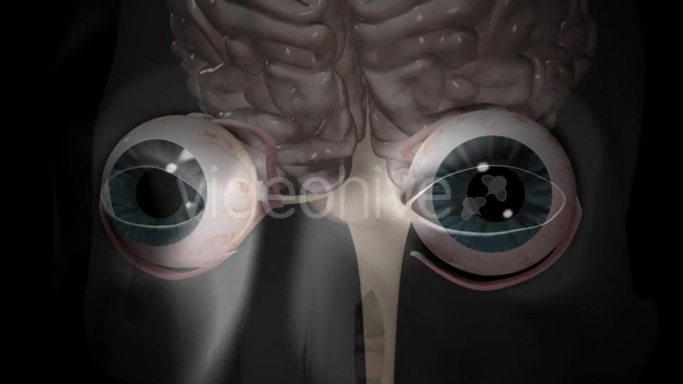 3d Human Brain With Eyes Videohive 20407402 Motion Graphics Image 11