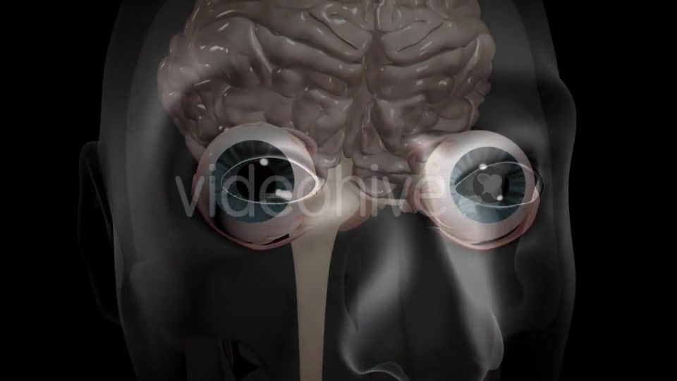 3d Human Brain With Eyes Videohive 20407402 Motion Graphics Image 12