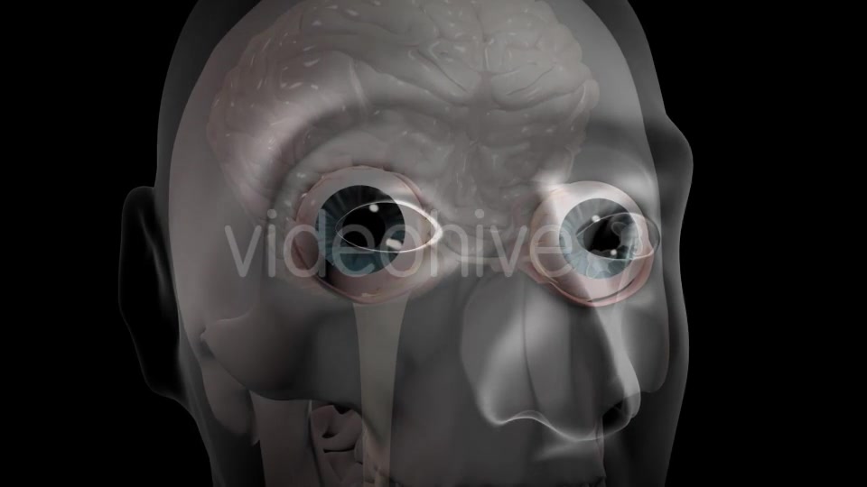 3d Human Brain With Eyes Videohive 20407402 Motion Graphics Image 13