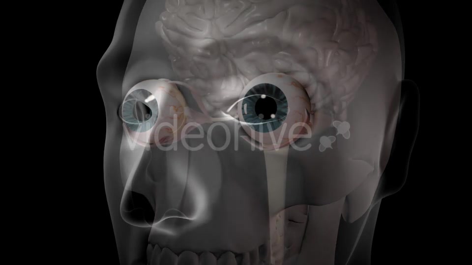 3d Human Brain With Eyes Videohive 20407402 Motion Graphics Image 5