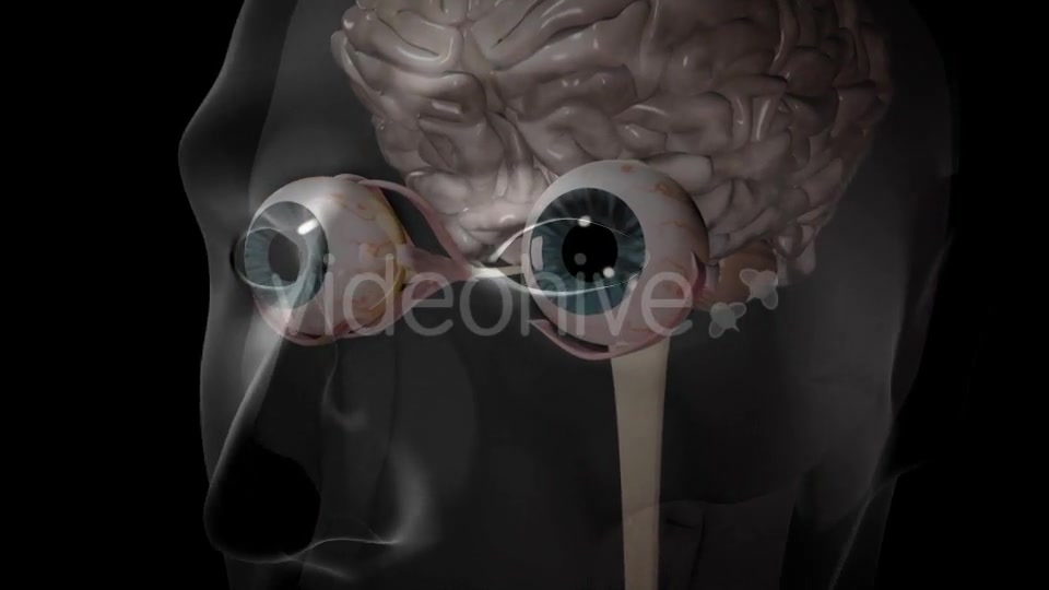3d Human Brain With Eyes Videohive 20407402 Motion Graphics Image 6