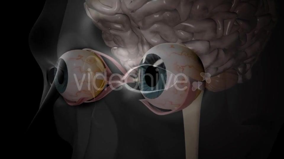 3d Human Brain With Eyes Videohive 20407402 Motion Graphics Image 7