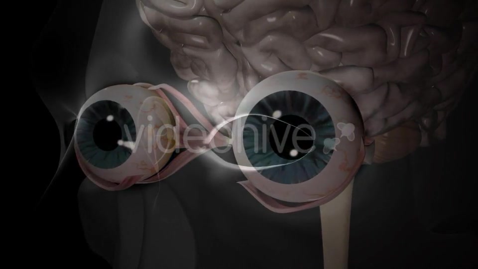 3d Human Brain With Eyes Videohive 20407402 Motion Graphics Image 8