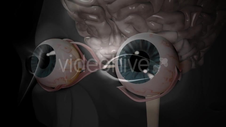 3d Human Brain With Eyes Videohive 20407402 Motion Graphics Image 9
